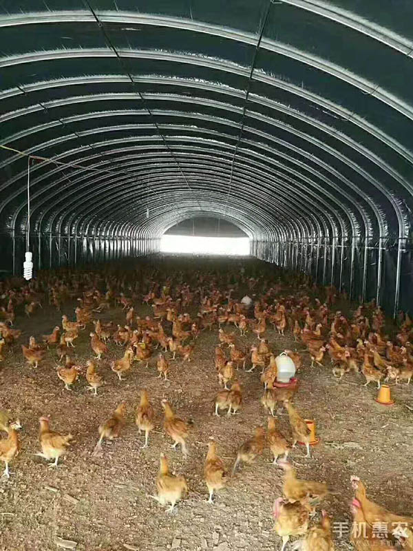 鸡西养殖大棚